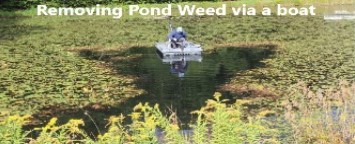 shallow-weed-removal-image